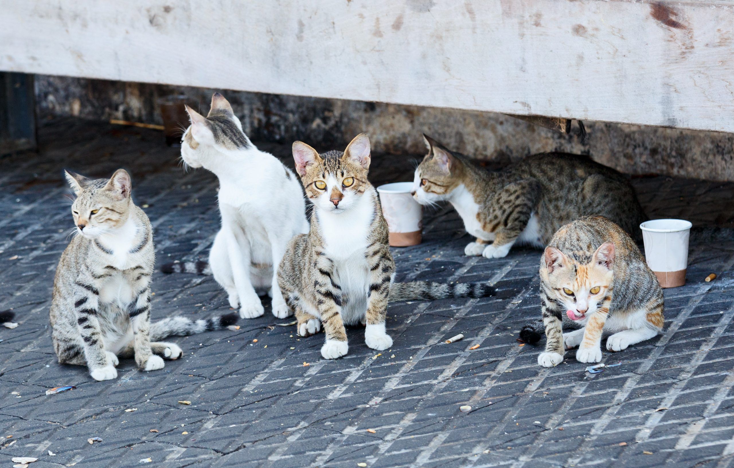 9 качеств кошки. Бездомные кошки. Бродячие кошки. Уличная кошка. Много кошек.