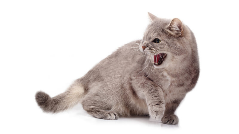 hissing cat