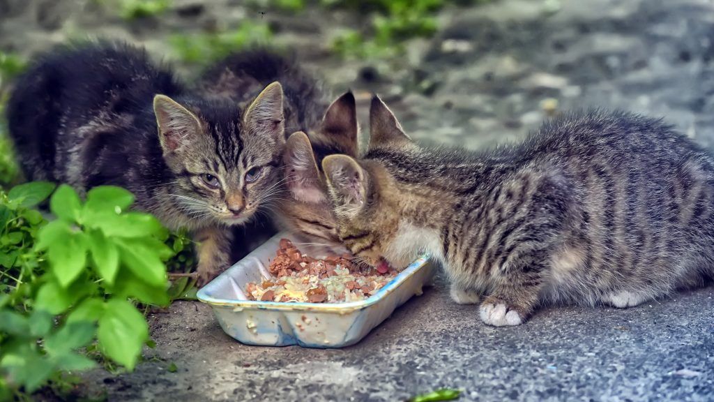 Feeding Stray Cats … Cruel or Kind? Ten Lives