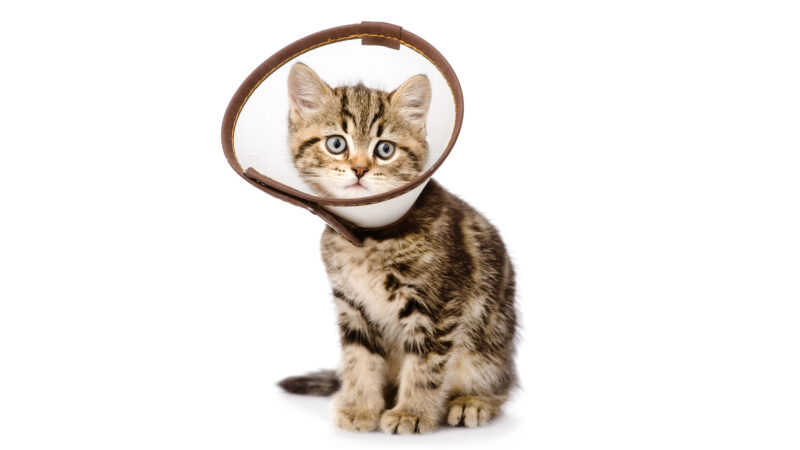 Kitten with a medical collar