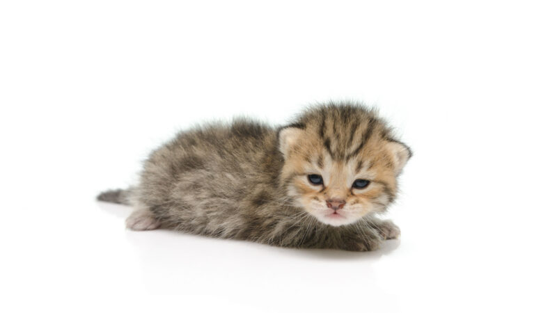Found tabby four week old kitten