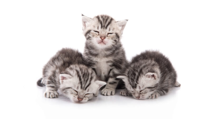 5 week old kitten