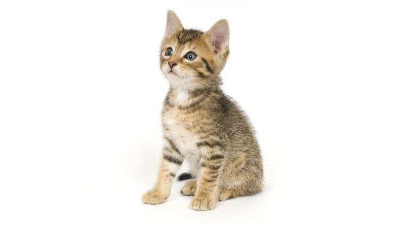 Found tabby and white kitten