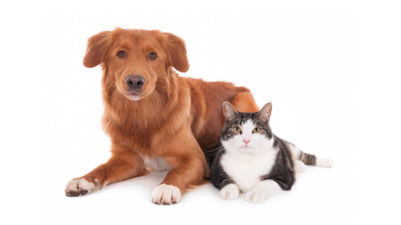 Dog and cat sitting together