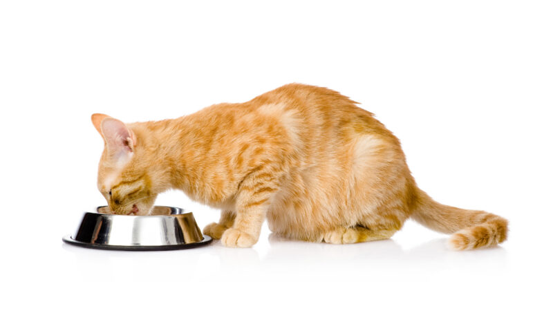 Ginger cat eating from a bowl