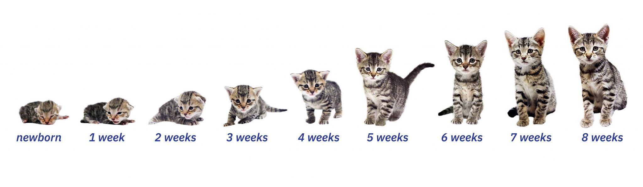 found-cats-and-kittens-what-should-i-do-if-i-find-a-kitten-s-younger