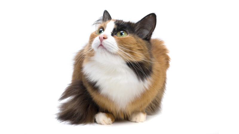 Calico cat looking lost