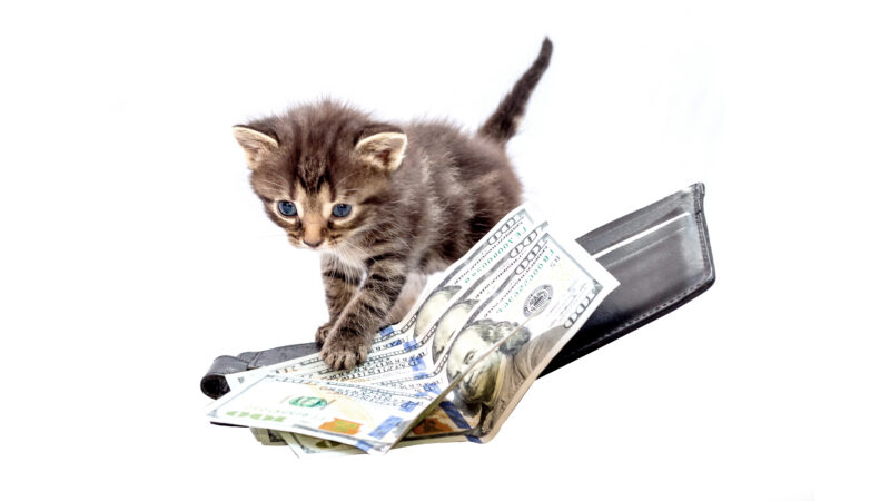 Kitten playing with money on the wallet