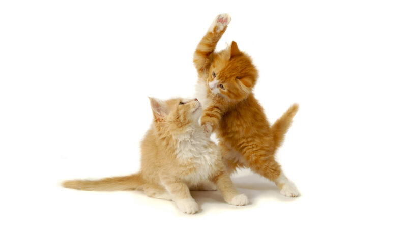 Kittens playing