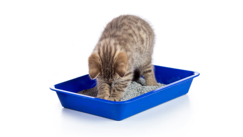 Cat on a toilet tray