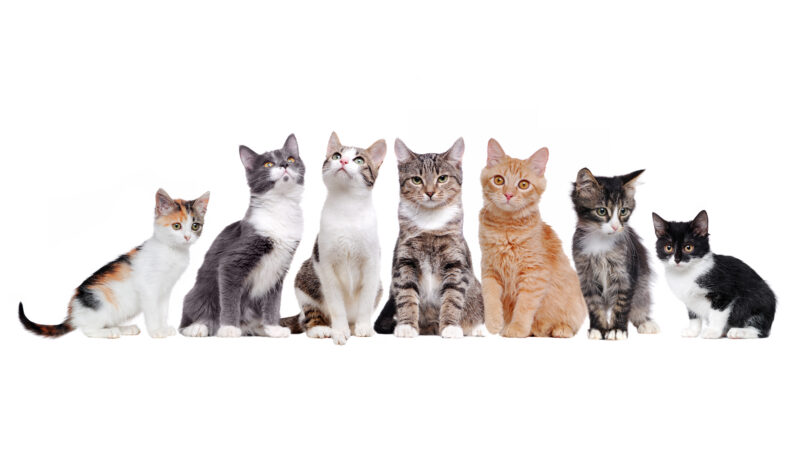 Seven kittens in a row