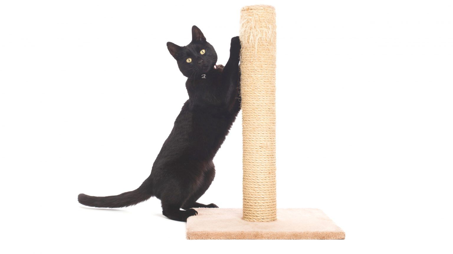 Problem Solving Scratching Furniture Ten Lives