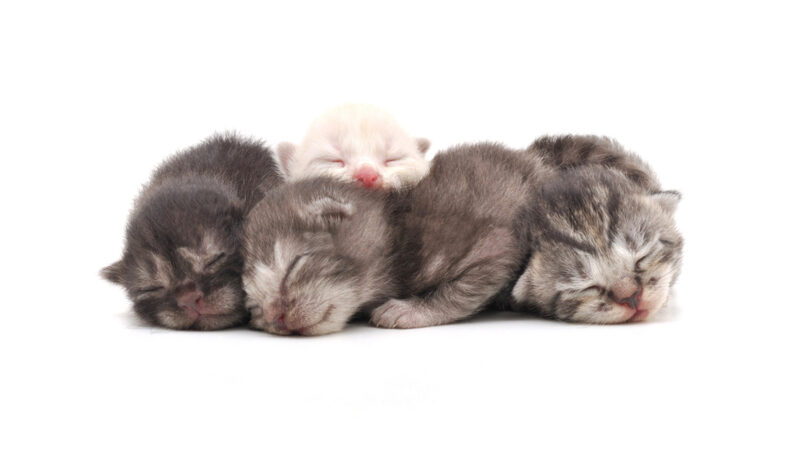 3 week old sleeping kittens