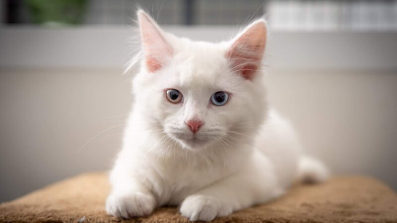 White cat