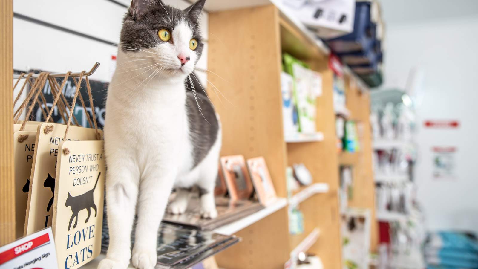 Cat posing in shop