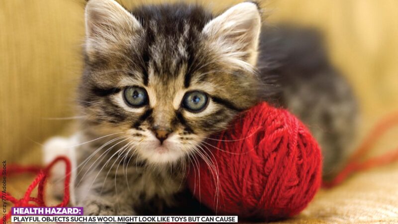 Kitten with a ball of wool