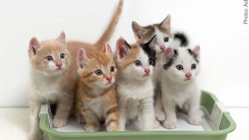 Too many kittens in a litter tray