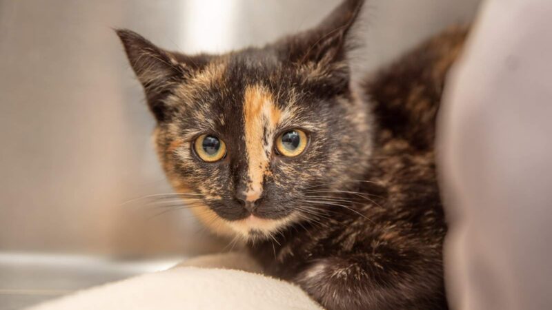 Tortoishell cat example called Peppi