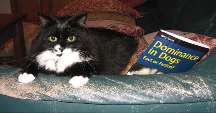 Cat reading a book called dominance in dogs
