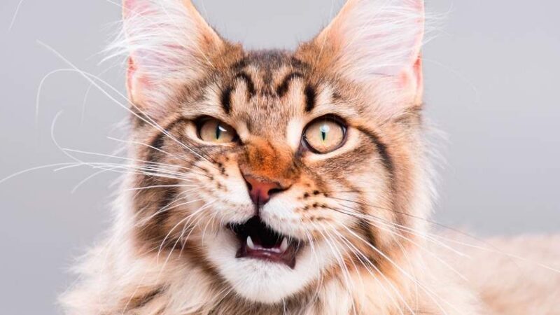 Cat uses senses to smell