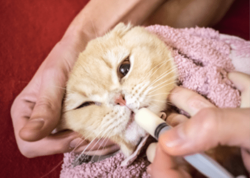 Medicating a cat