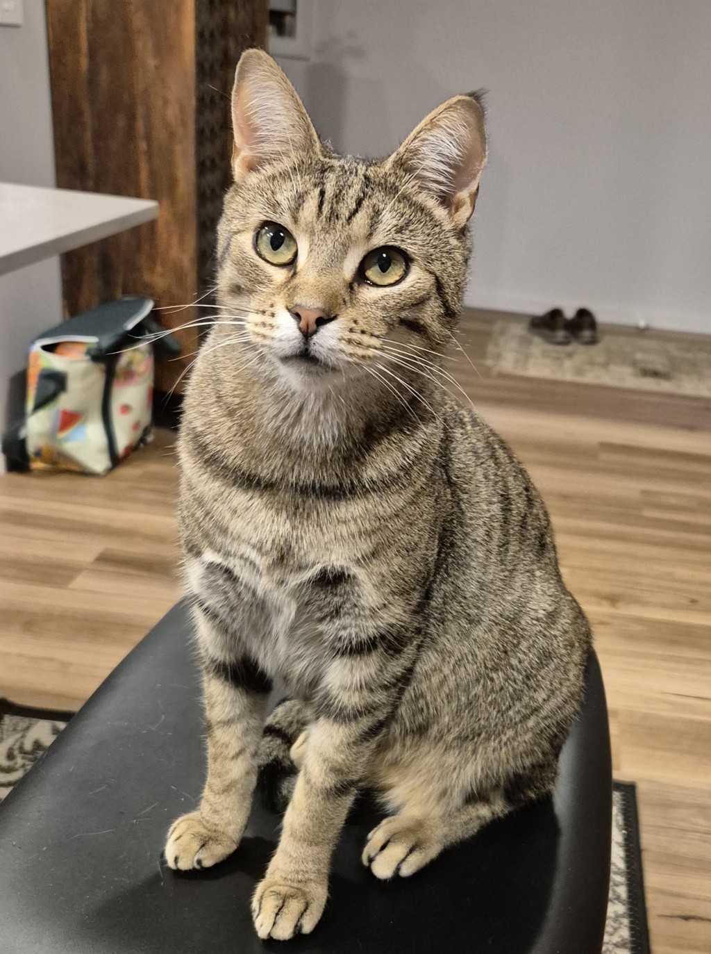 Photo of Fritter