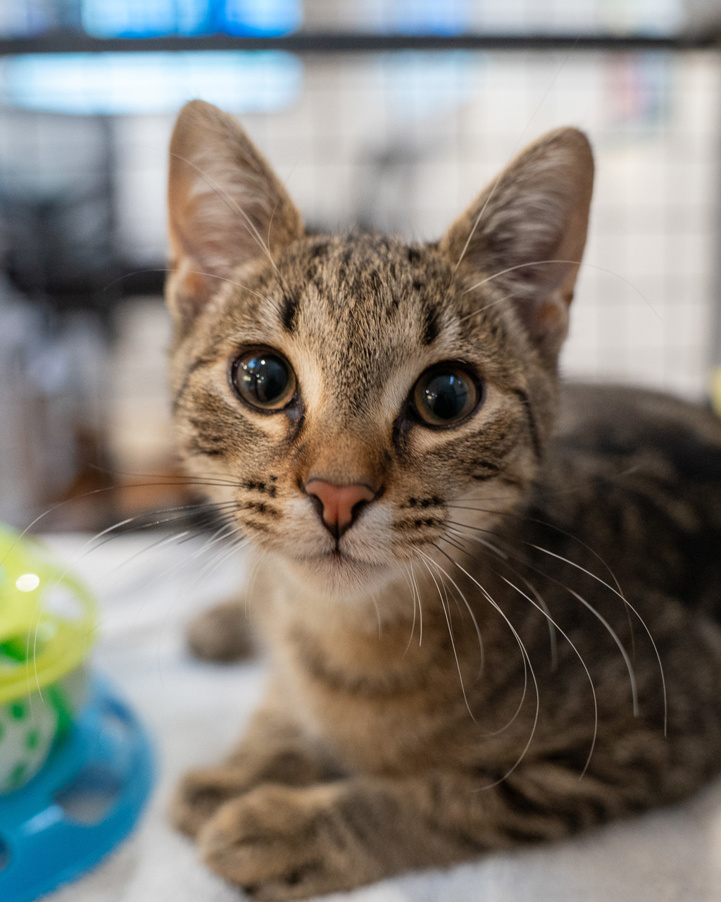 Photo of Ferdinand