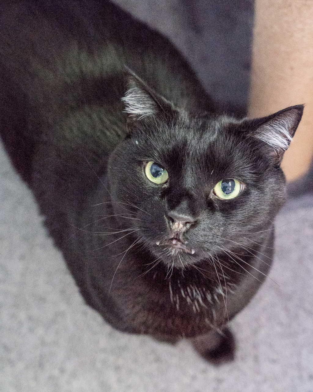 Cedric , photo 5