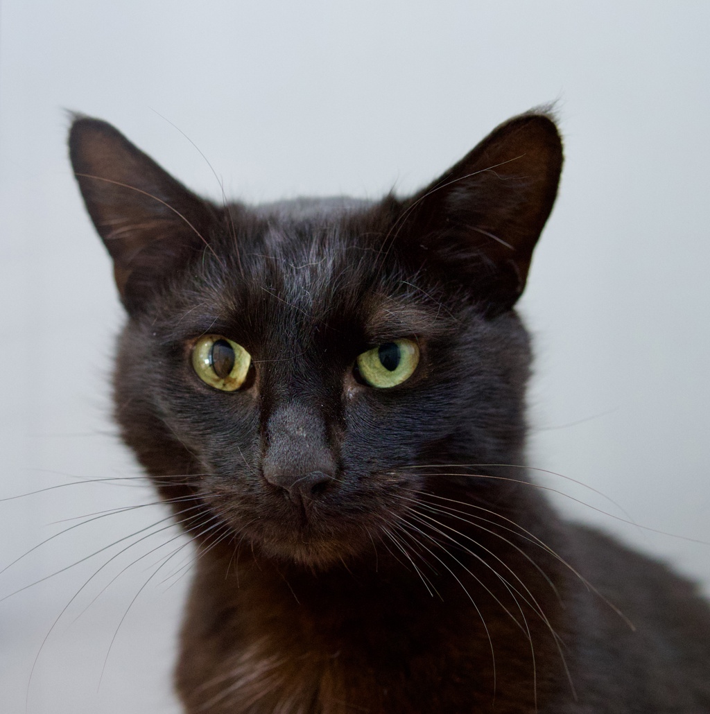 Photo of Chester