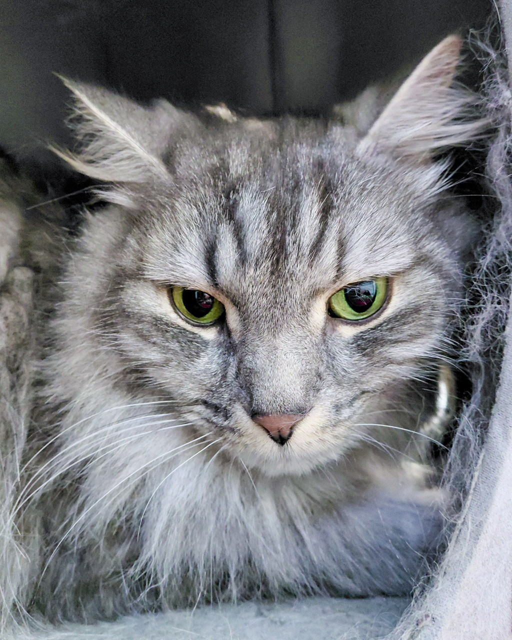 Photo of Henry