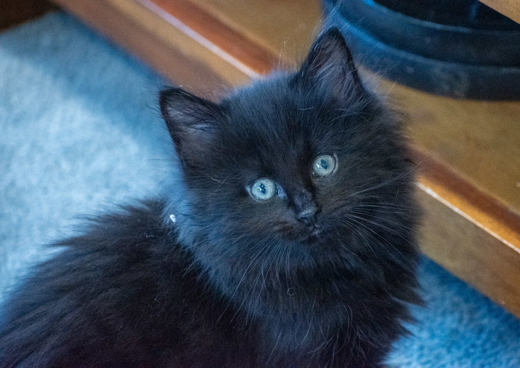 Photo of Frosty