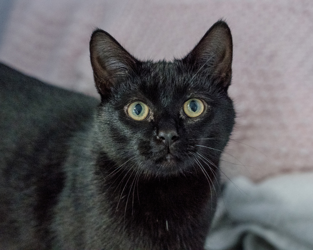 Photo of Tuppence