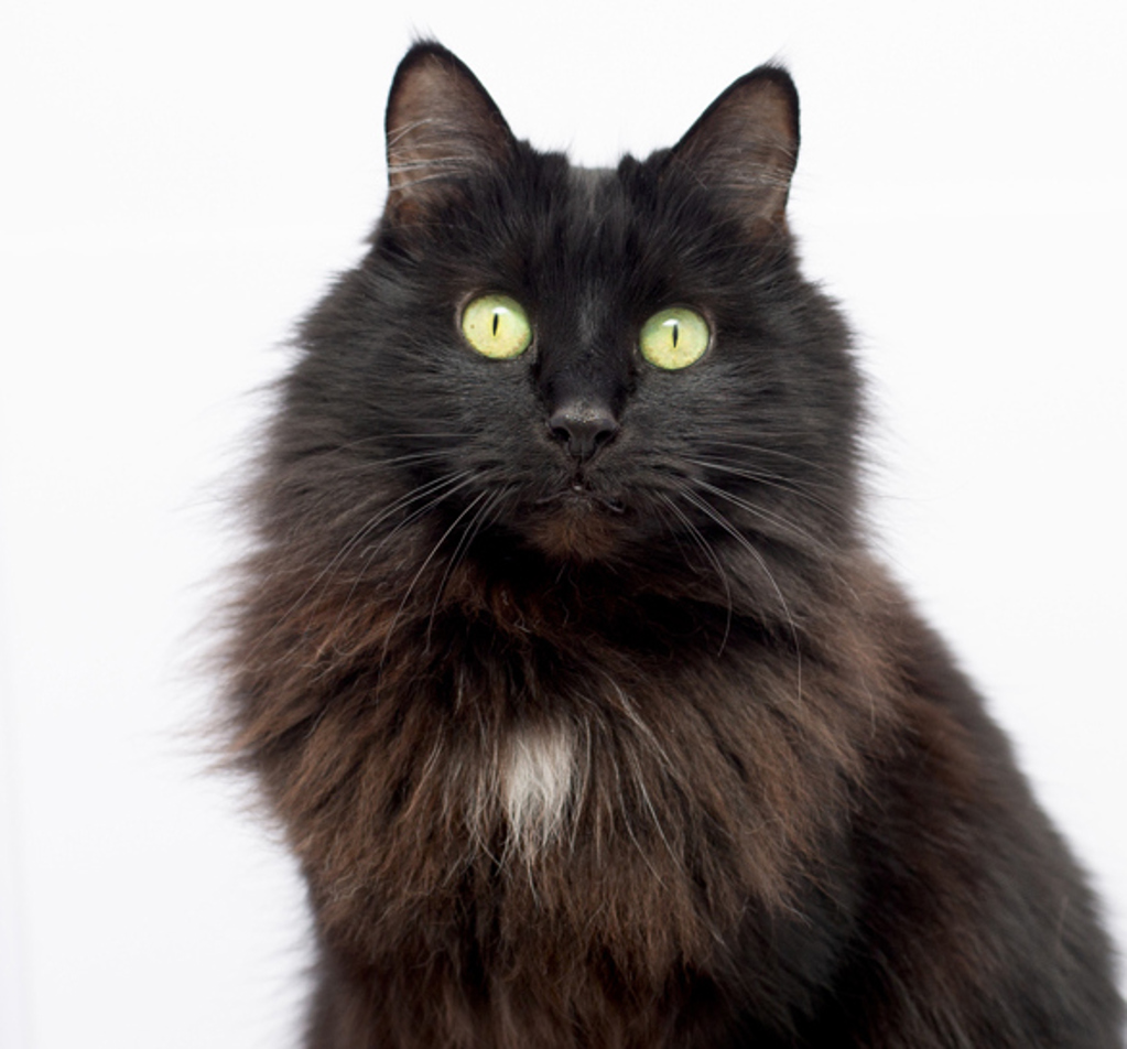 Photo of Penny