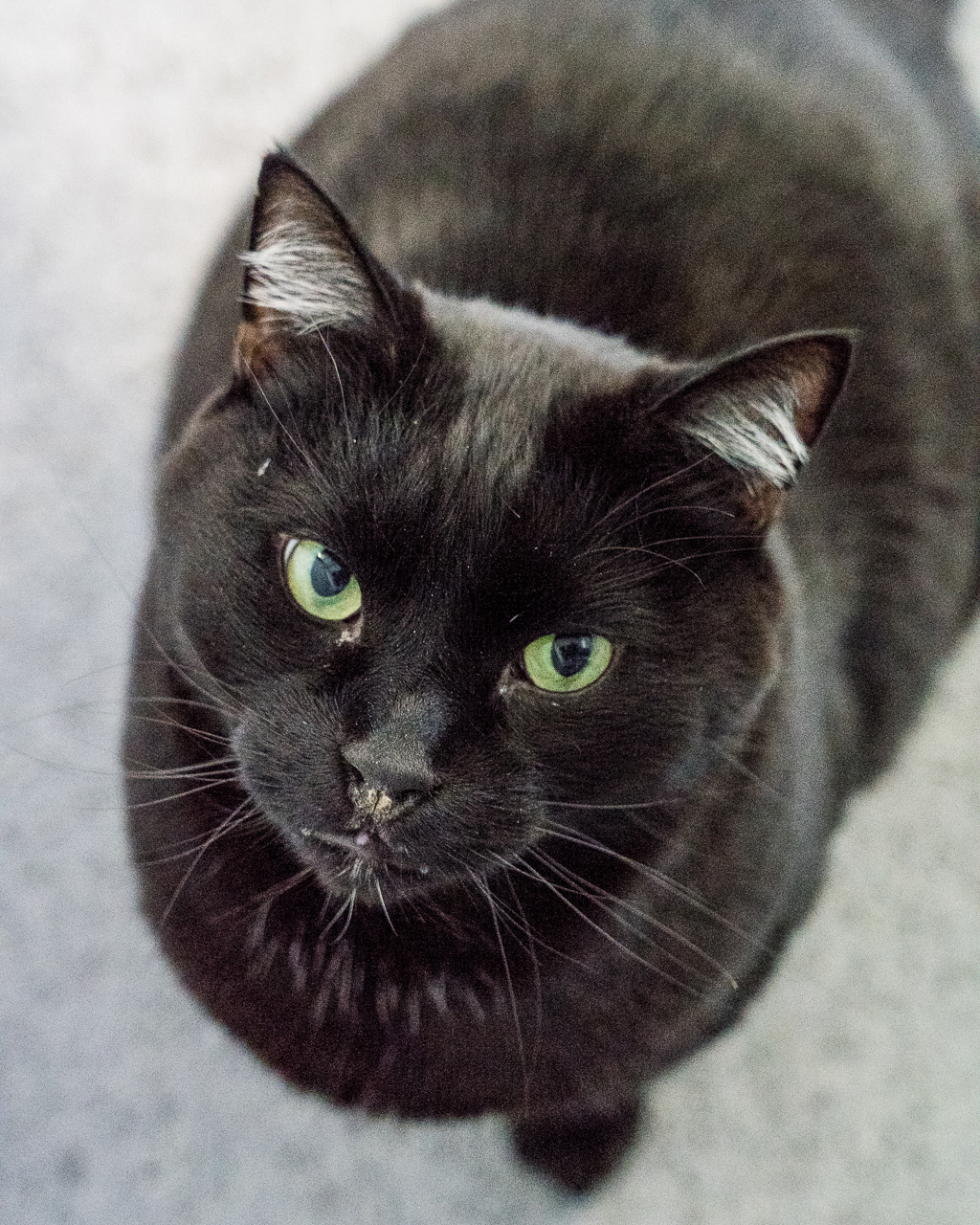 Cedric , photo 4