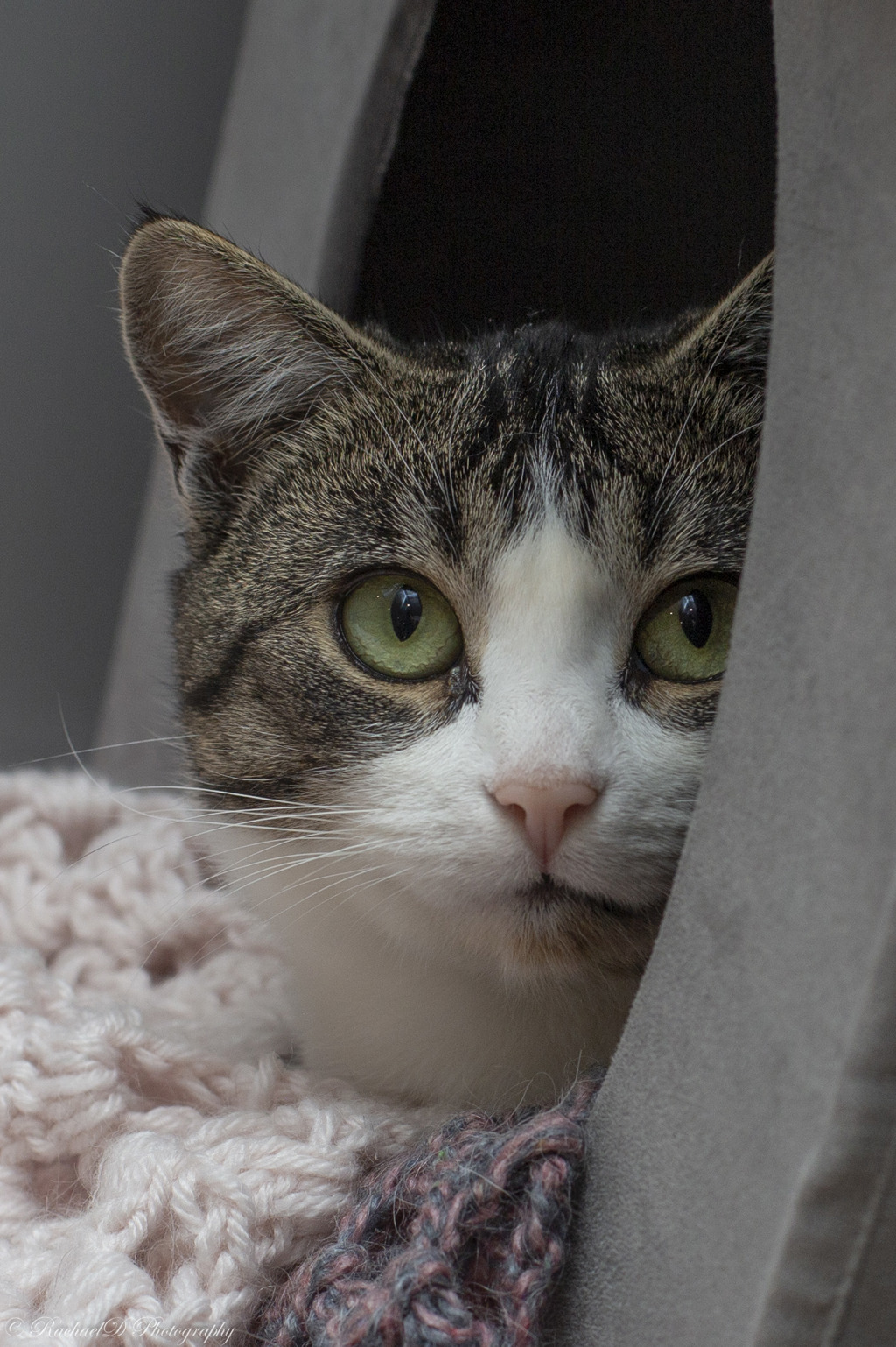 Photo of Sweet Pea