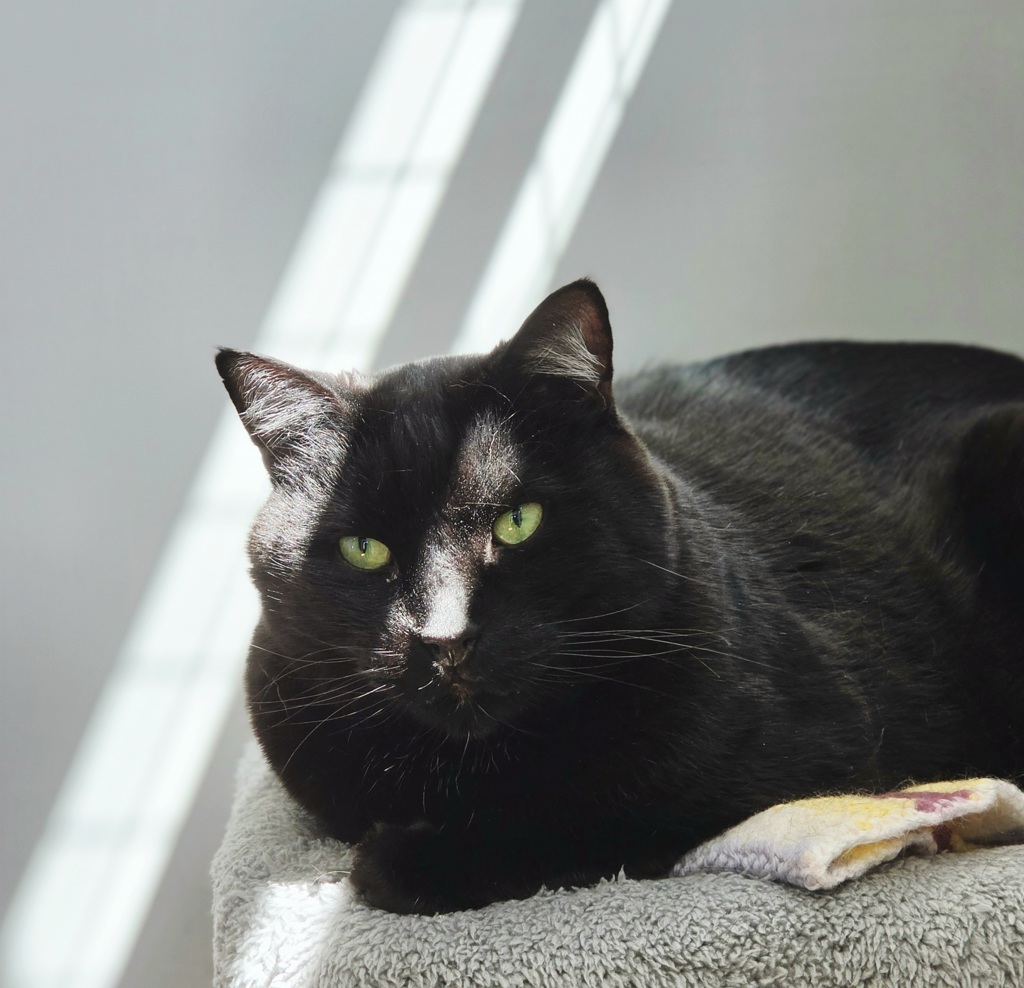 Cedric , photo 3