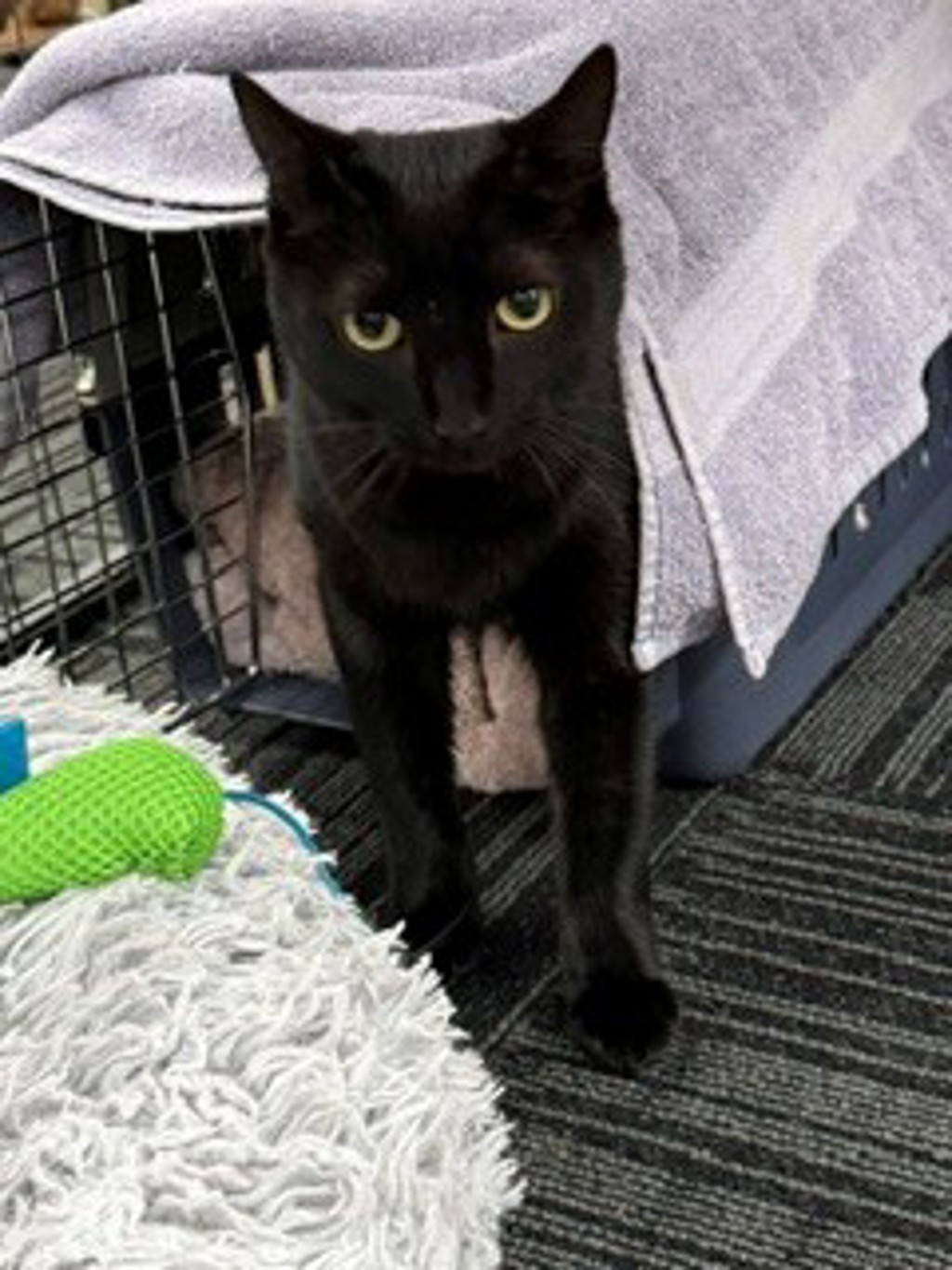 Milly, photo 8