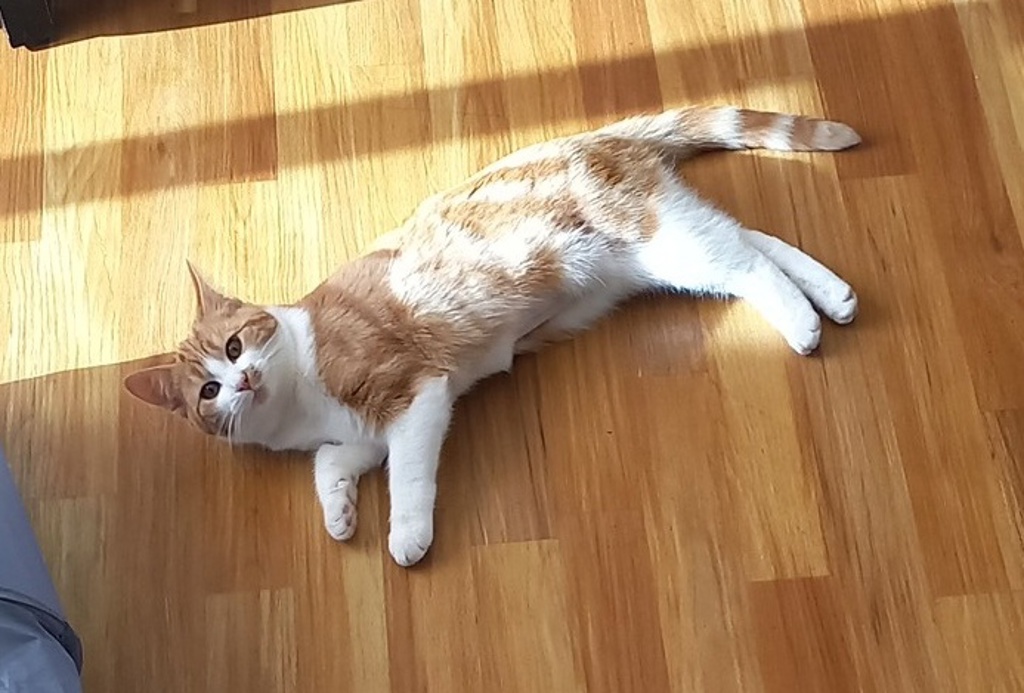 Photo of Toffee