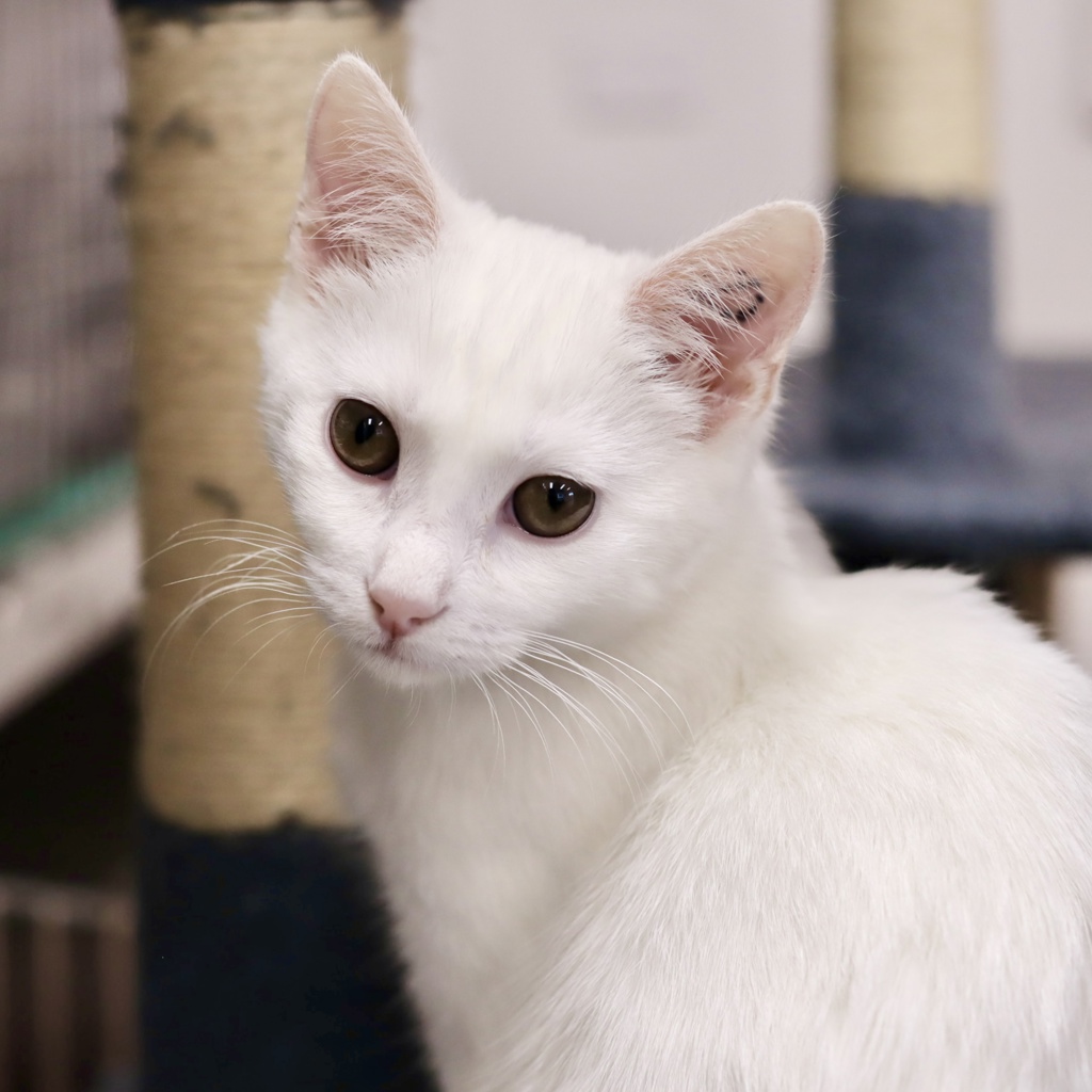 Photo of Tofu