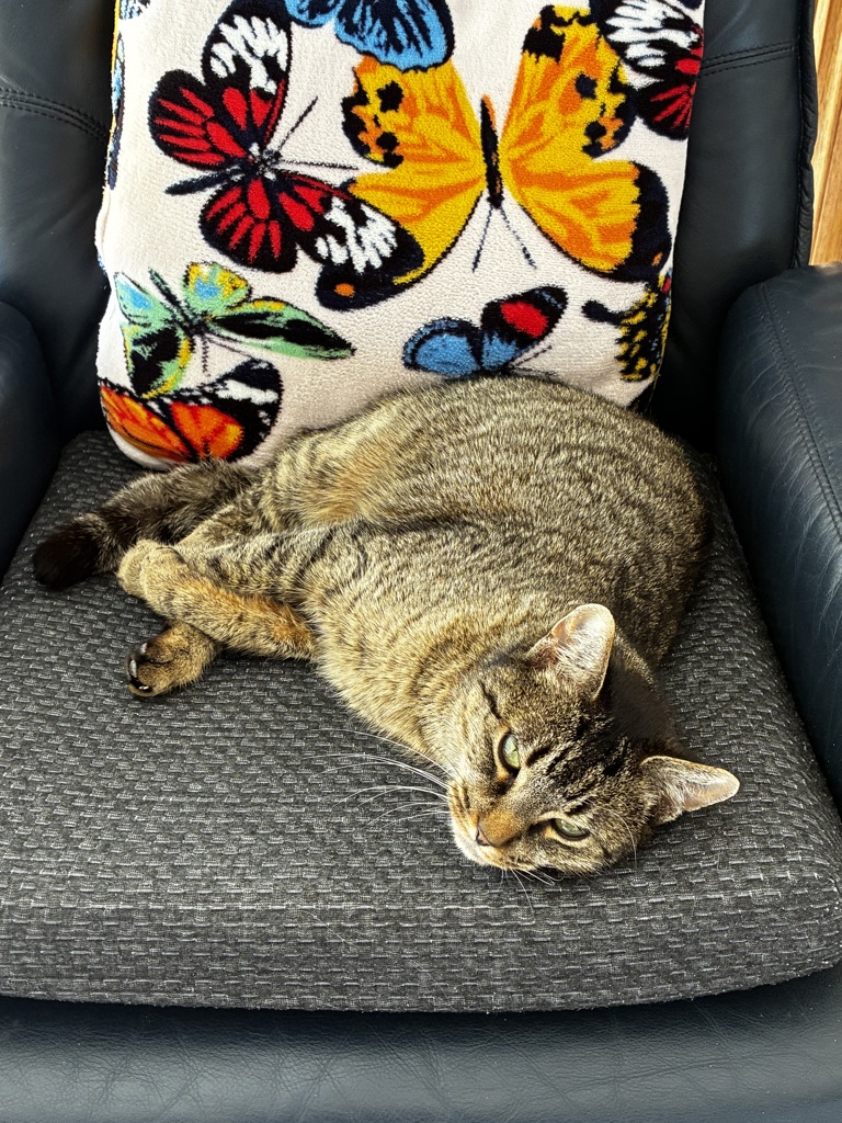 Josie , photo 5