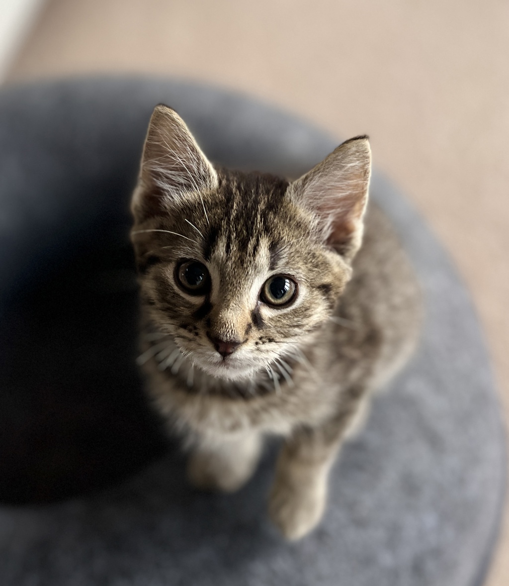 Photo of Cinnamon 