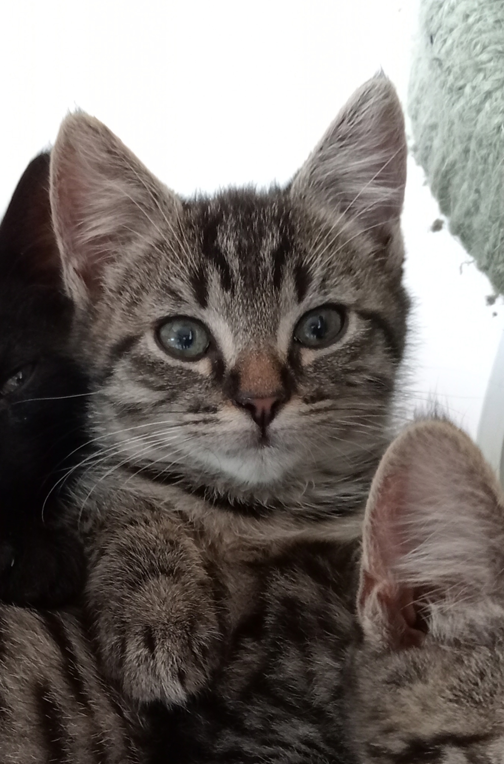 Photo of Otto