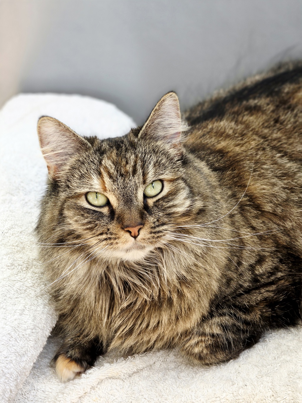 Photo of Lila