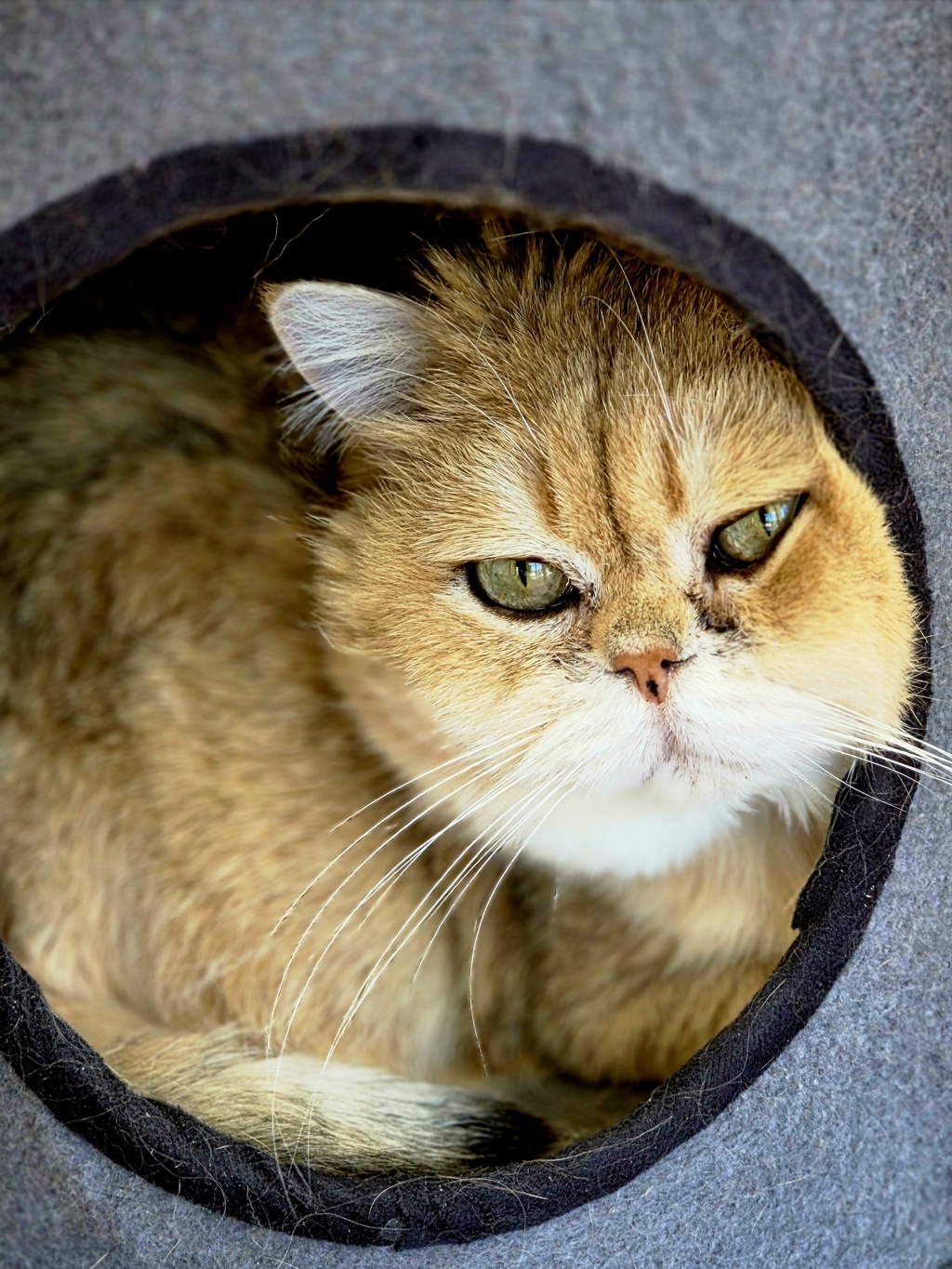 Photo of Princess Donut