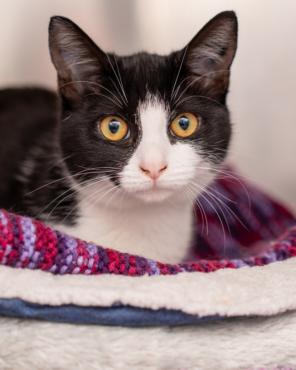 Photo of Patch