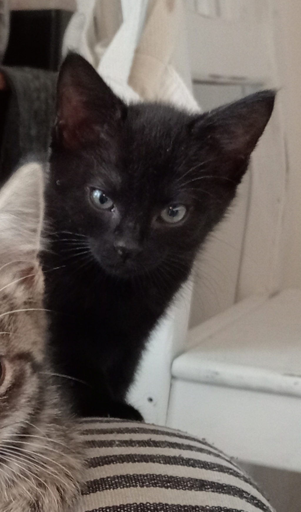 Photo of Toto
