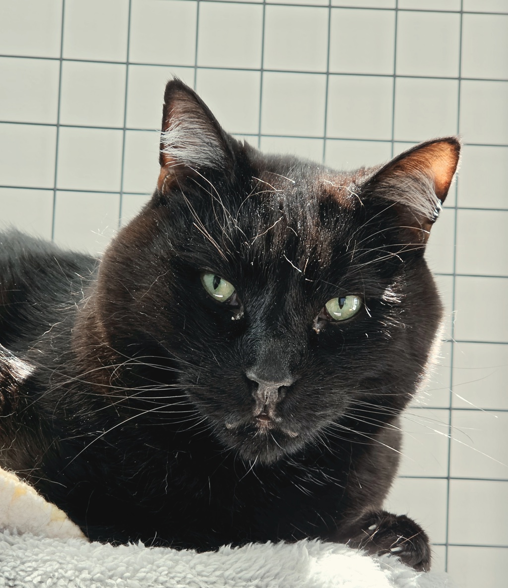 Cedric , photo 2