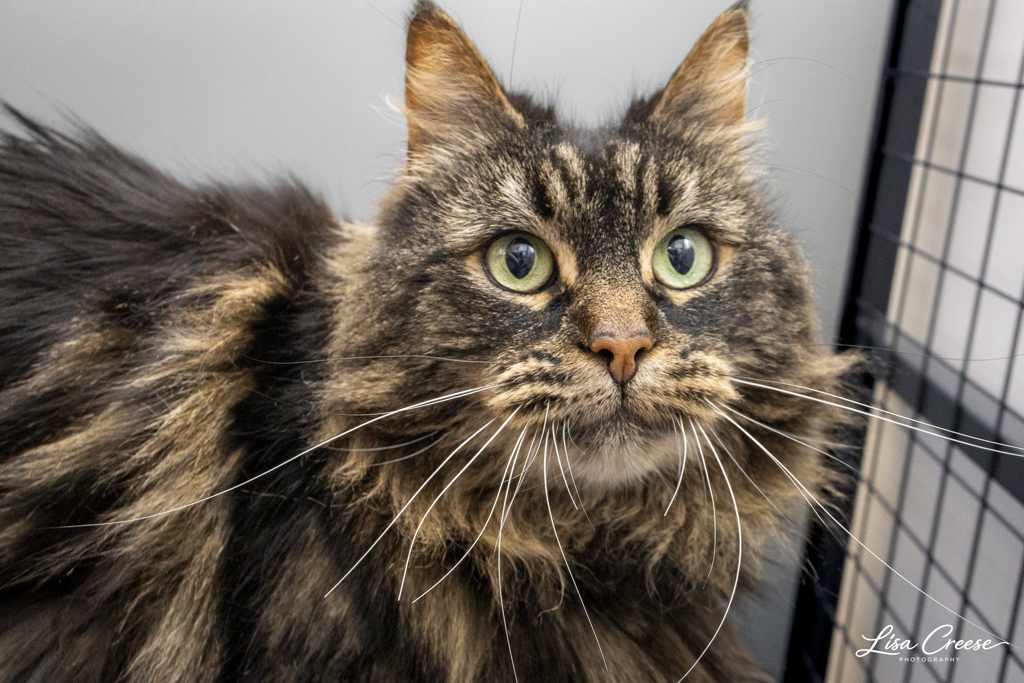 Photo of Hattie