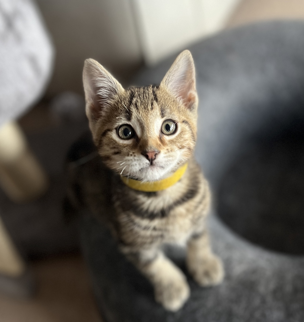 Photo of Nutmeg 