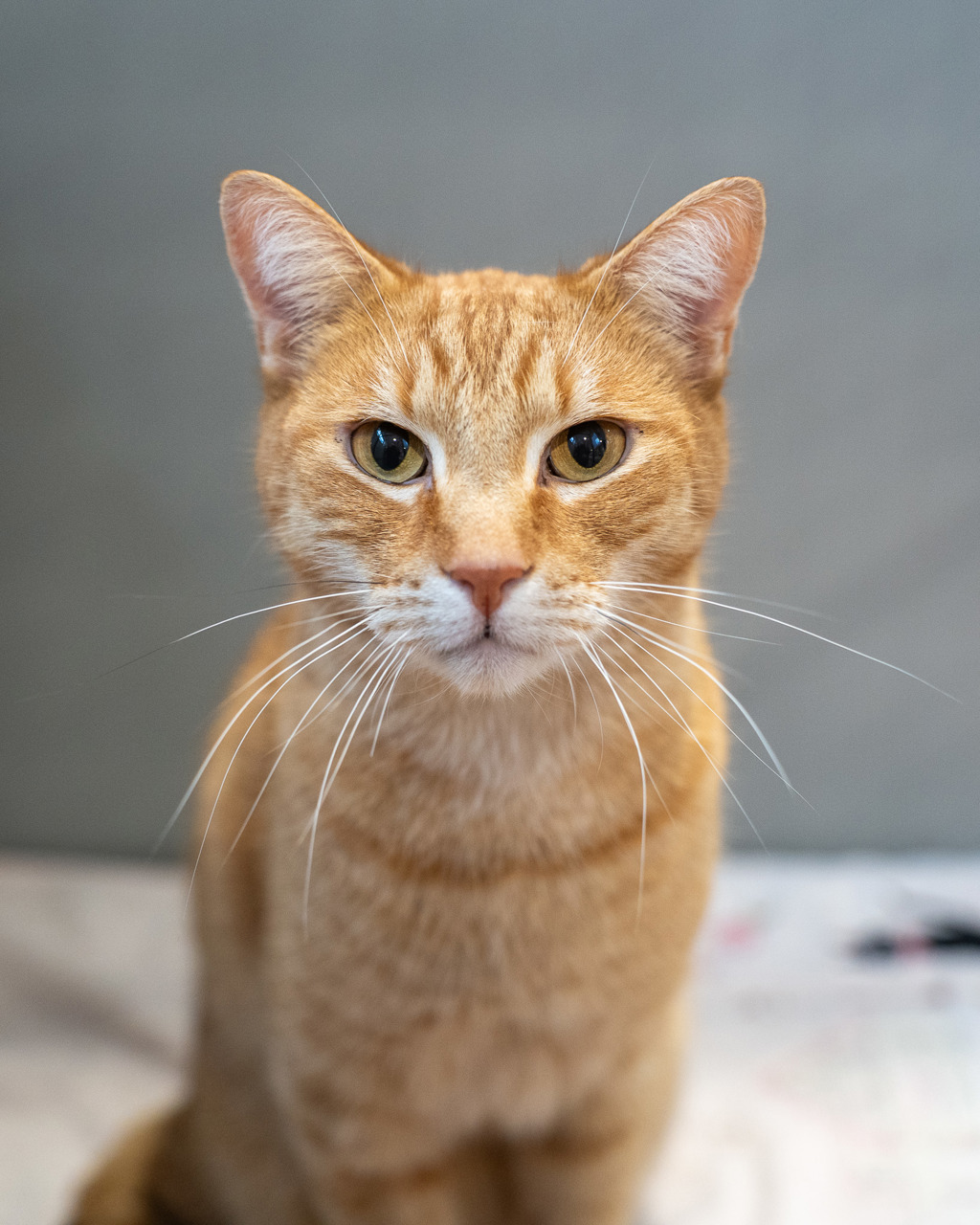 Photo of Soda